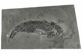 Devonian Lobe-Finned Fish (Osteolepis) - Scotland #206432-1